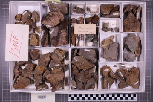 mixed taxa, stratigraphic collection