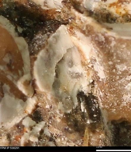Corbulamella gregaria