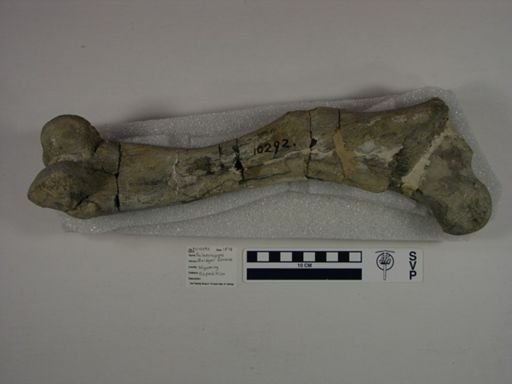 Limnohyops laticeps