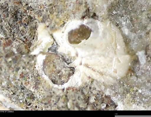 Corbulamella gregaria