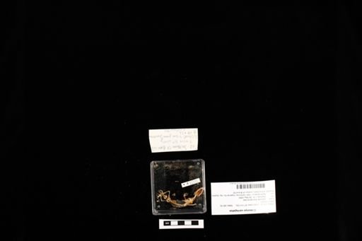 Coleonyx variegatus