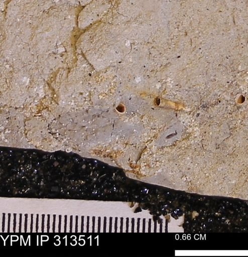 undet. Dentaliidae
