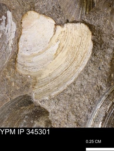 Limopsis striatopunctatus