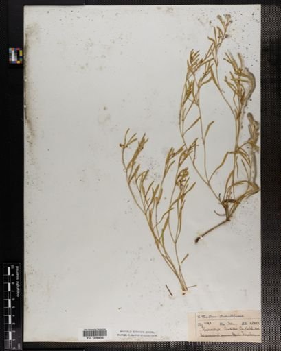 Plantae