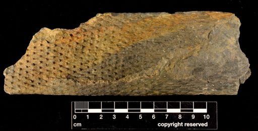 Lepidodendron sp.