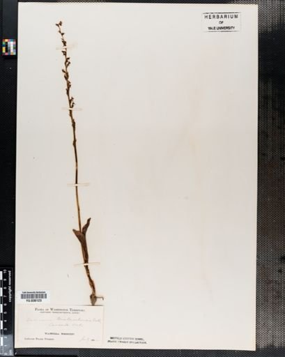 Habenaria