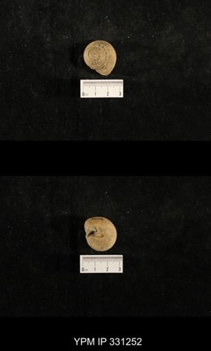 Trepospira sphaerulata