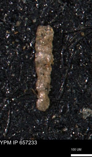 Ammobaculites petilus