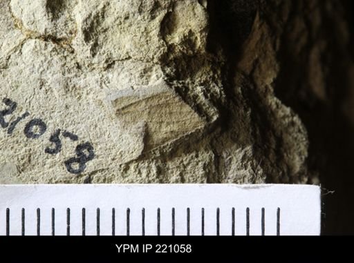 Etoblattina scudderi