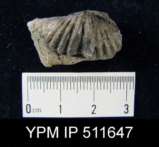 Spirifer cyclopterus