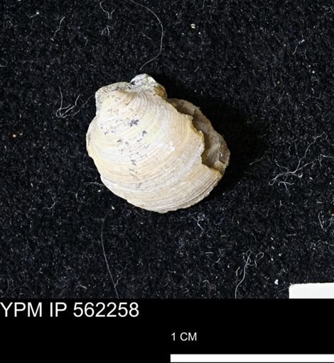 Limopsis striatopunctatus