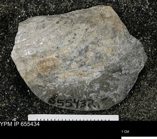 Inoceramus barabini