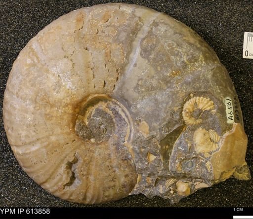 Desmoceratidae?