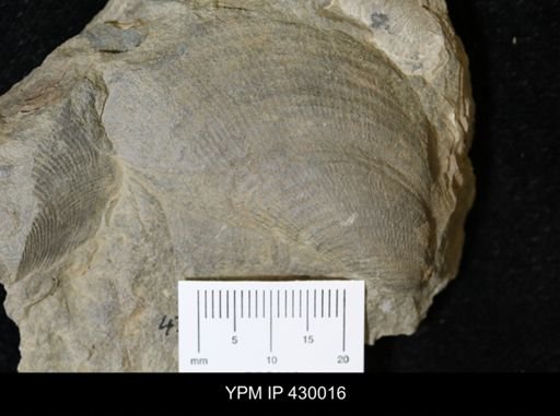 Actinopteria sp.