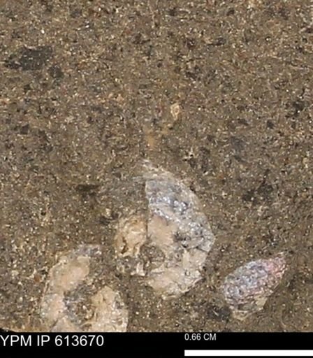 Scaphites sp.