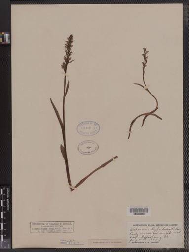 Habenaria hyperborea