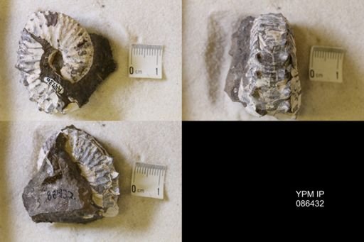 undet. Scaphitidae