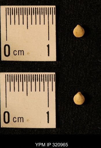 Dielasma elongatum