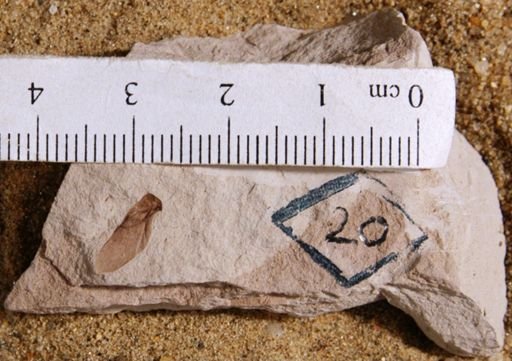 Cedrela pteraformis