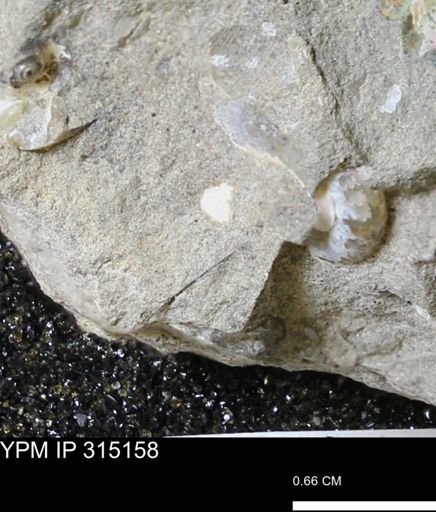 undet. Scaphitidae