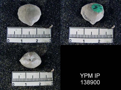 Orthis (Schizophoria) indica