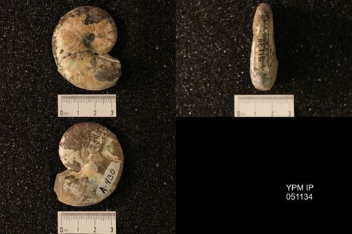 Hoploscaphites nicolletii