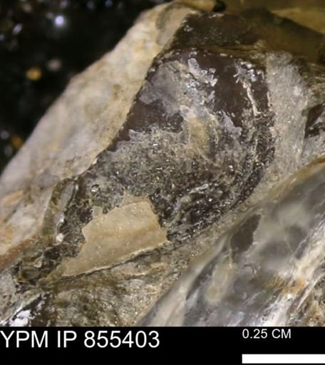 undet. Mollusca