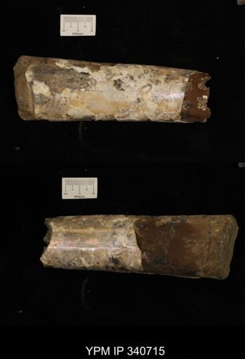 Baculites sp.