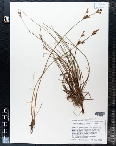 Juncus debilis