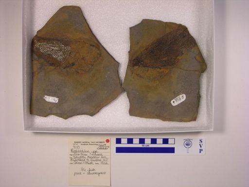 Redfieldia sp.