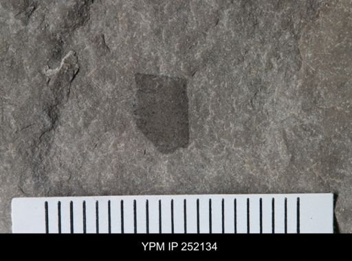 undet. Eurypterida
