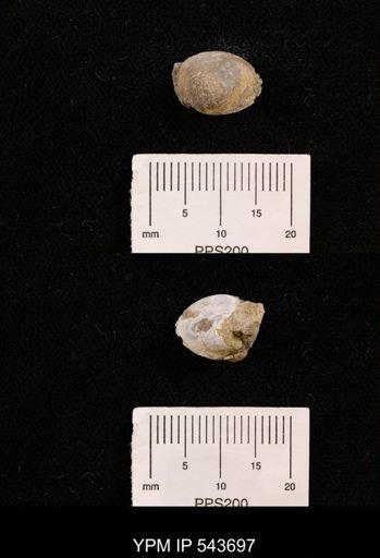 Protocardia sp.