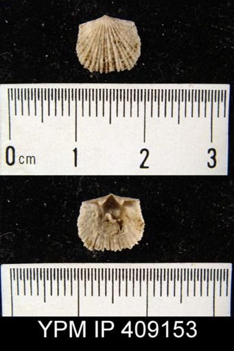 Glyptorthis sp.