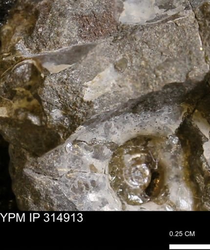 undet. Mollusca