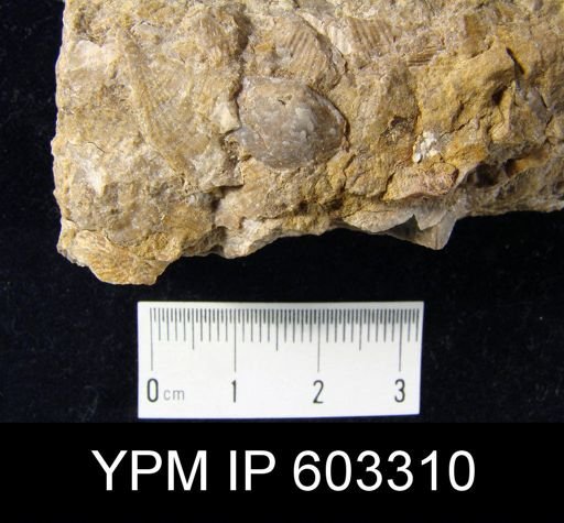 undet. Brachiopoda
