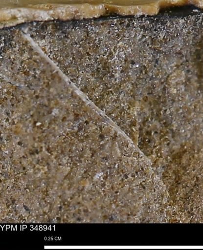 undet. Bivalvia