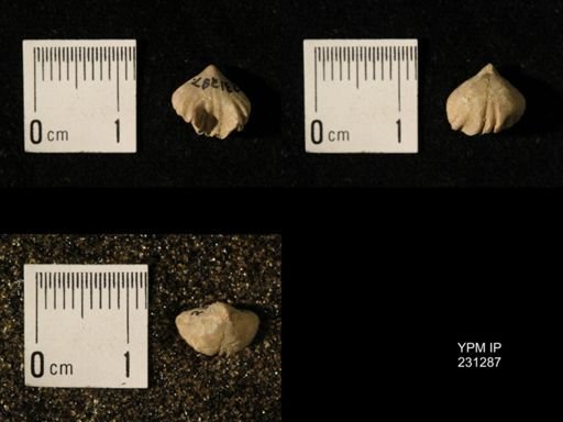 Wellerella osagensis