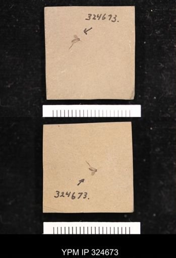 undet. Nematocera