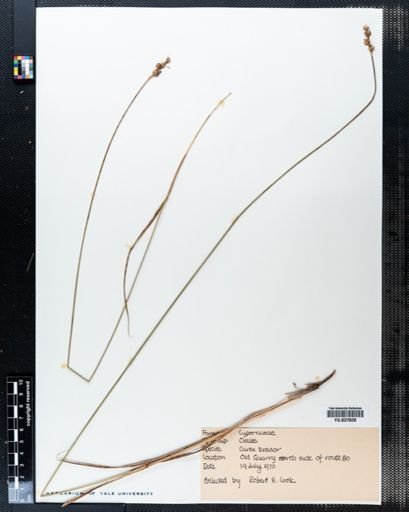Carex brevior