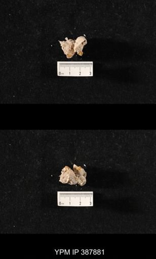 Hercosia sp.