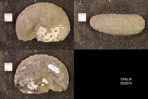 Discoscaphites gulosus