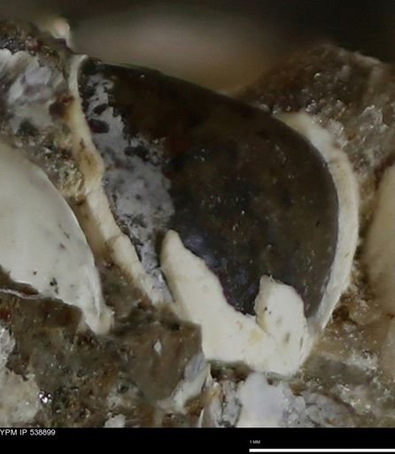 Corbulamella gregaria