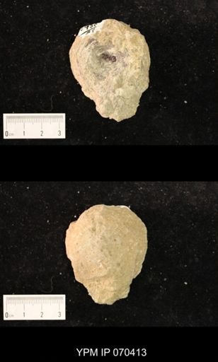 Heliolites nucella