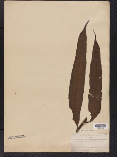 Polypodium