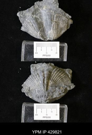 Spinocyrtia granulosa