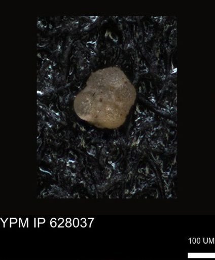 undet. Foraminiferida