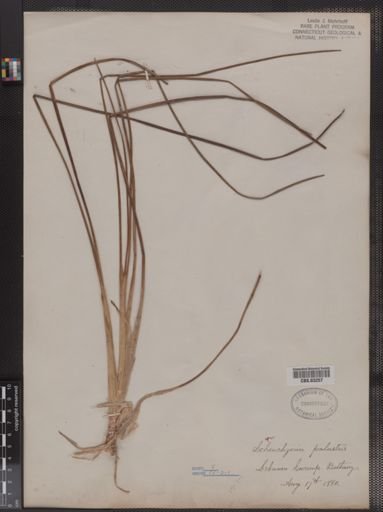 Scheuchzeria palustris