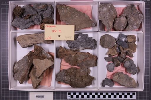 mixed taxa, stratigraphic collection
