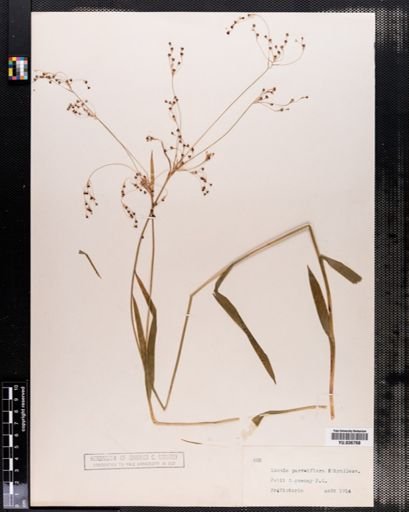 Luzula parviflora