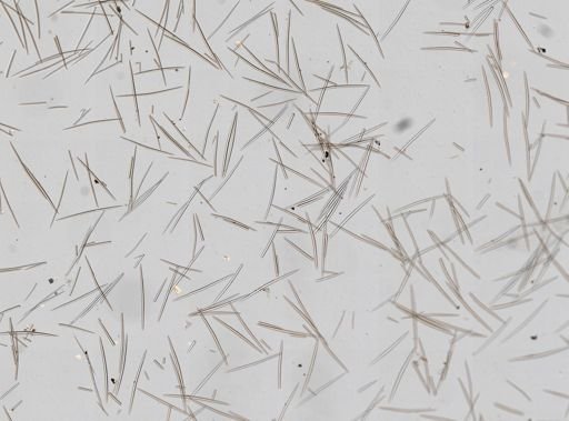 Halichondria sp.